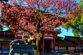 幸運を呼ぶ天神さまの守り鳥「鷽(うそ)」、美しい梅が咲き誇る境内で、伝統民芸品「木うそ」の無料絵付け体験ができる「門前まつりフェア」を開催!珍しい古代米入りの梅ヶ枝餅もプレゼント!