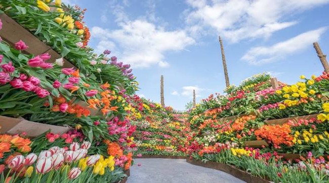 花の大谷 花の大谷