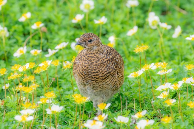チングルマと雷鳥 チングルマと雷鳥