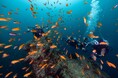 海の神秘を映し出す!カメラブランド『OM SYSTEM』×パパラギダイビングスクールの水中写真展が4月3日(水)より新宿で開催!