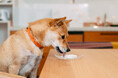 日本初!乳糖フリーの犬用ヨーグルト”YOGUPO”が1月25日より新発売!