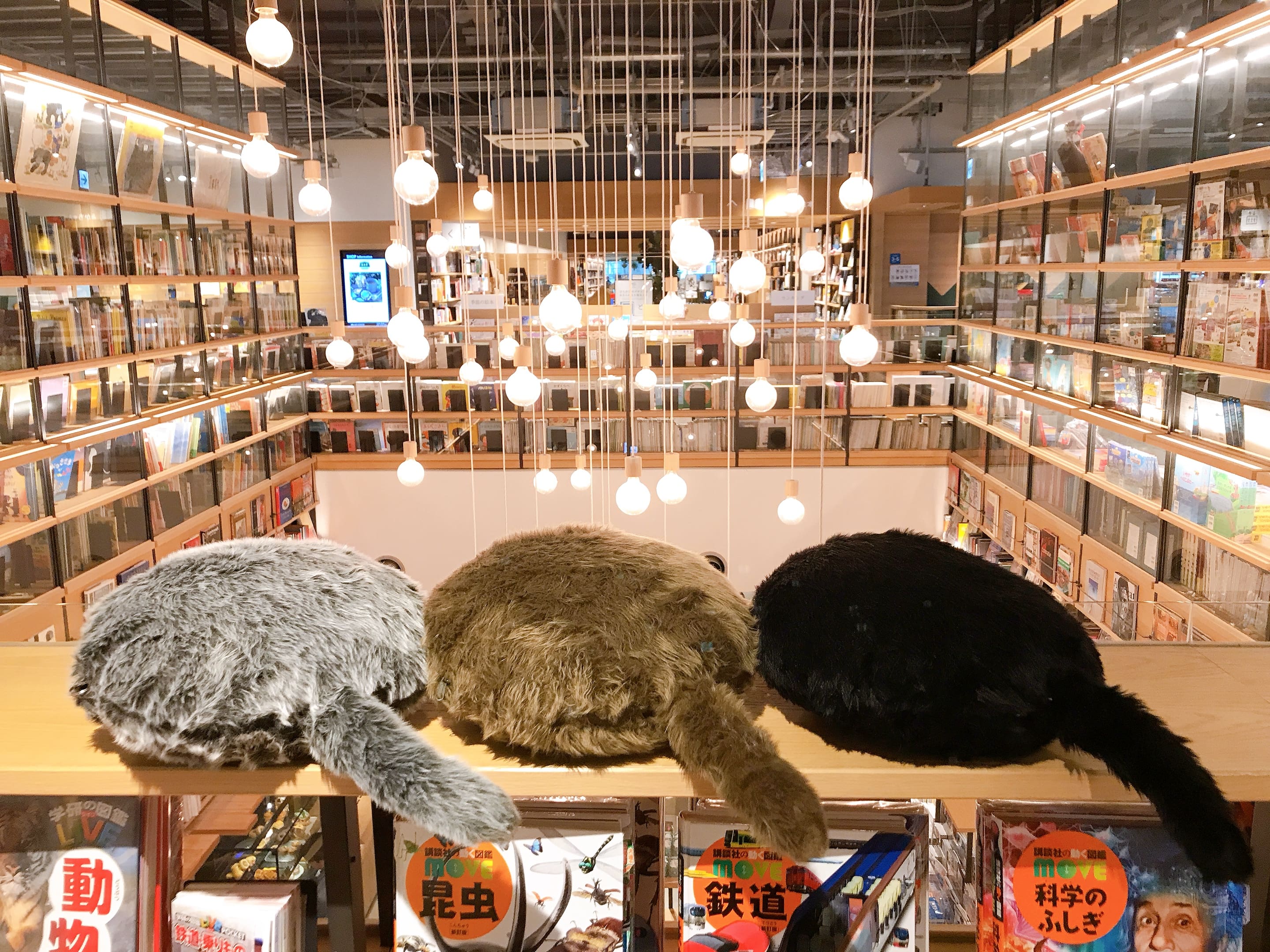 柏の葉 蔦屋書店にて「HUG ME Qoobo」初開催！しっぽのついたクッション型セラピーロボット「Qoobo」と触れ合える体験