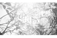 【CM3.0 第1弾】 「MoMo/SIREN (Official Video) SHOT ON FUJIFILM GFX100II」が公開