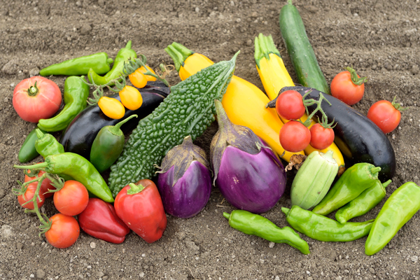 「おかやまオーガニック」のみずみずしい野菜 「おかやまオーガニック」のみずみずしい野菜