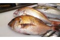 海なし県埼玉で、天然魚にこだわる居酒屋Komachi。開店一周年を記念して、「ギョギョッと天然魚“利き魚名人戦”」を開催。