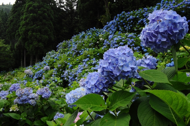 まるでモネの池 関市の名もなき池のスイレンが開花 岐阜県関市旬の観光情報 関市のプレスリリース