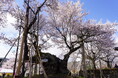 實相寺、神代桜の保全のため拝観料を初導入— 3月中旬より期間限定で実施