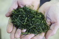 「 お茶は楽しい 」「 その土地をじかに飲む 」自然とともにつくる日南茶藝のお茶、東京ギフトショーに初出展