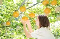【佐賀・伊万里】旬の伊万里梨を味わう2日間！8月29日(土)・30日(日)市内4か所で「豊水梨まつり」開催