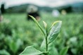 【第4回】国内活動：和束から始まる、生産現場との対話