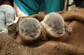 【南知多ビーチランド】コツメカワウソの赤ちゃんが生まれました＜愛知＞