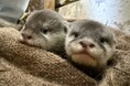 【南知多ビーチランド】コツメカワウソの赤ちゃんの愛称を募集します＜愛知＞