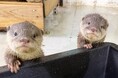 【南知多ビーチランド】世界カワウソの日を記念した特別イベント開催！5月23日（土）より＜愛知＞