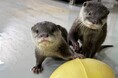 【南知多ビーチランド】カワウソの赤ちゃん 愛称が「ヒノキ」と「サワラ」 に決定！6月7日に命名式＜愛知＞
