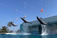 【南知多ビーチランド】生きものたちがスポーツ競技に大挑戦！「海のアスリート頂上決戦」9月5日より開催＜愛知＞