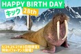 【南知多ビーチランド】セイウチの「キック」 誕生日イベント開催! 2025年5月24日、25日、27日<愛知>