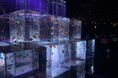 【南知多ビーチランド】優雅な金魚が織りなす「和」の水中世界!特別展『「金魚」~2025夏~』開催!2025年7月5日(土)~8月31日(日)<愛知>