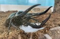 【南知多ビーチランド】涼しい室内でふれあい体験ができるZOOっともパークに「カブトムシ・クワガタムシ」が登場!2025年7月5日(土)~8月31日(日)<愛知>