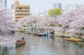 水辺の桜に大接近 第21回 お江戸深川さくらまつり 和船、動力船、カヌーで味わう江戸風情 3月22日(土)より開催