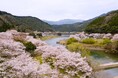 熊本県球磨郡水上村 市房ダム『一万本桜』と奥球磨のご当地メニュー 『骨かじり』ランチUD(ユニバーサルデザイン)ツアー