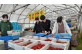 【城西国際大学】地域と歩んで3年目へ。山武のいちごプロジェクトが築いた、地域課題解決のカタチ