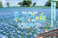 約100万輪のネモフィラと澄み渡った空の織りなす青の絶景　『こうべアグリパークネモフィラの丘2026』を開催