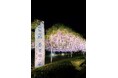 【『埼玉県天然記念物の大藤』3日間のライトアップイベントを開催(入園無料)】 4月24日(木)~4月26日(土) 公園墓地青葉園(さいたま市)