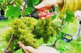 ≪飯綱町×サンクゼール≫ワイン用ぶどう収穫体験ツアー「ぶどうの季節、五感で味わうワイナリー体験」を開催