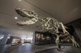 丹波竜化石工房 から「たんば恐竜博物館」へ!7月12日(土)にリニューアルオープンしました!!