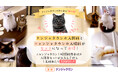 ナンジャタウンにある猫の街に新しい仲間が登場! 「新猫ちゃんデビューキャンペーン!」 デビューを記念した割引チケットを2025年7月19日(土)から販売!
