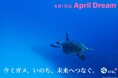 ウミガメ、いのち、未来へつなぐ。