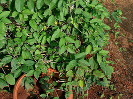 糖質の吸収を抑えるという ギムネマ シルベスター とは Microdiet Netレポート サニーヘルス株式会社のプレスリリース