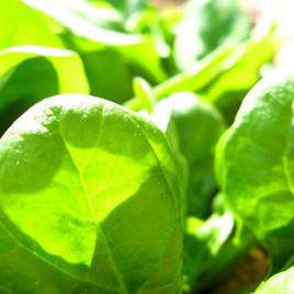 話題の グリーンジュース に必ず入れる 葉野菜 の栄養価は如何ほど Microdiet Netレポート サニーヘルス株式会社のプレスリリース