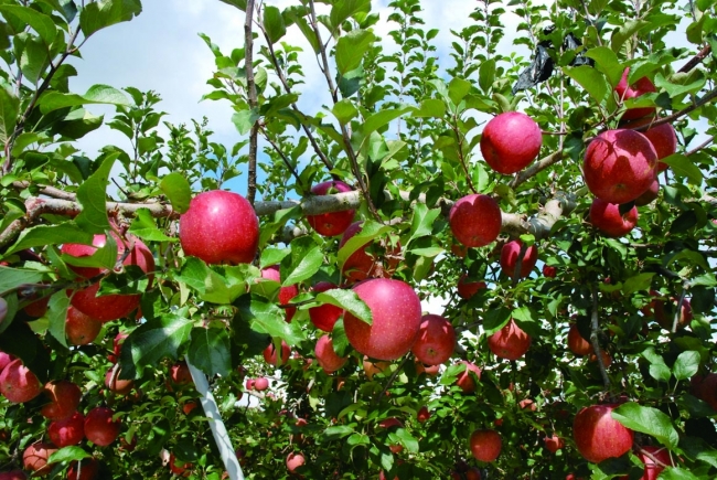 りんご園清滝＊写真はイメージです。