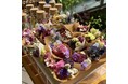 横浜発!世界が注目する花の新技術 — Mystic Flowerが9月4日「横浜女性起業家 Collection 2025」に出展