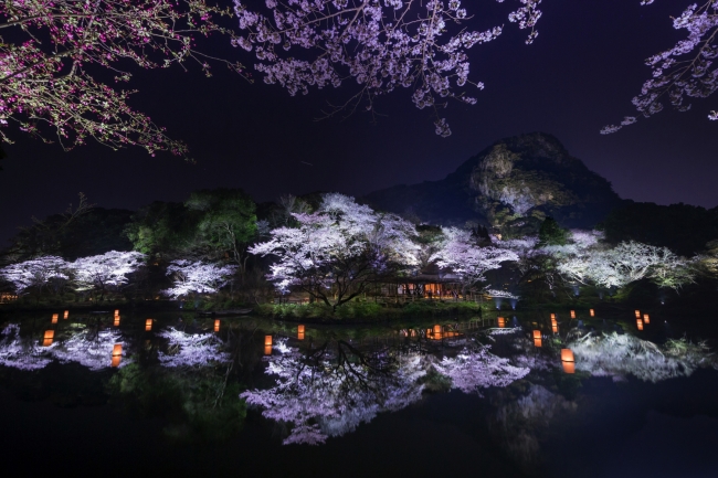 九州最大規模の桜ライトアップ 見頃は4月1日頃から