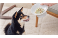 【愛犬用】本物素材だけのフリーズドライごはん『ピュアキューブ』5/1新発売