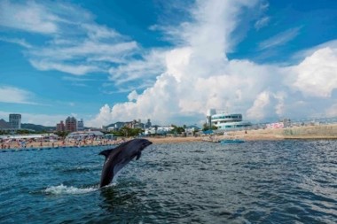 須磨海浜水族園 夏休みイベント 神戸の海で自由に泳ぐイルカが見られる 須磨ドルフィンコーストプロジェクト２０１６ 夏限定ハワイアンイルミが楽しめる 神戸須磨アクアイルミナージュ も同時開催 神戸市のプレスリリース