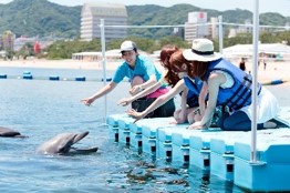 海でのイルカトレーナー体験（イメージ）