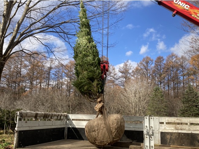 クリスマスツリーに使用するウラジロモミ