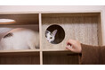 【空室対策に”猫”という選択肢】空き家を収益化する「ネコ多頭飼育対応型」管理プランを熊本で提供開始