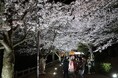 『海と桜の絶景陽桜』『関西最大級のエンタメ夜桜』昼も夜も楽しめる須磨の桜イベント「敦盛桜２０２６」を今年も開催！