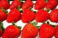 日本一のいちごの産地が、いちご生産者を支援し新たな担い手を育成する「いちご王国」の未来を守るプロジェクトに挑戦中!
