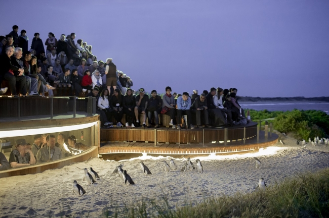 野生動物の宝庫フィリップ島で人気のアトラクション「ペンギンパレード」