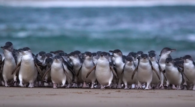 世界最小のリトルペンギン