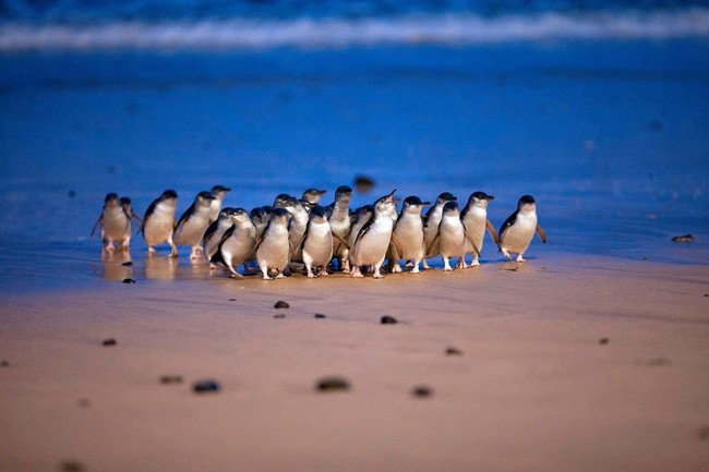 海から巣穴に戻る世界最小のリトルペンギンたち©PINP