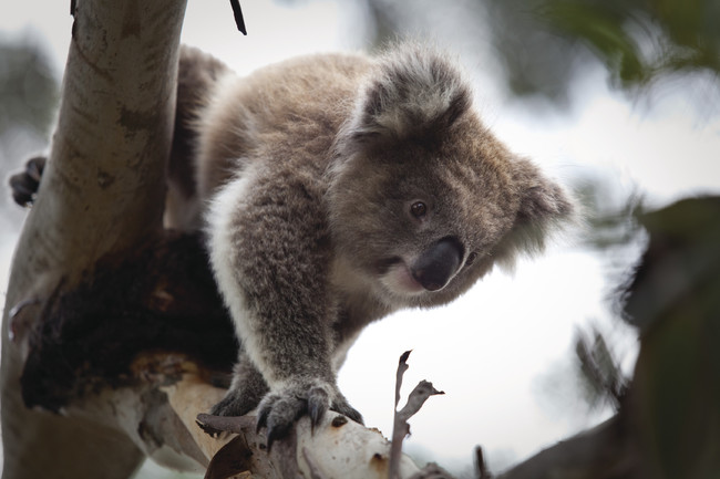 野生のコアラを間近で観察©PINP