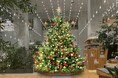 【玉川髙島屋S.C.】クリスマス・イルミネーション情報幻想的なオーロラの輝きや生木を使用したナチュラルで温かみあふれるクリスマスツリーが館内3か所に登場！
