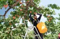 産地に、こだわりアリ!　「ふくしまの桃メニューフェア」新宿髙島屋レストランズ パークで開催。7/22(水)～8/4(火)