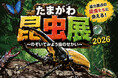 【玉川髙島屋S.C.】夏のイベント＆全館セール情報 ヘラクレスオオカブトやニジイロクワガタなど世界の人気昆虫が集結！「たまがわ昆虫展2026」を8月14日（金）より開催